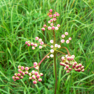 Vallée de Planchetorte